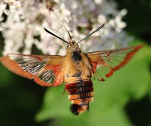 The 15 Most Common Moths You'll Find in Texas