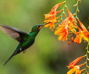 Hummingbird Uses Its Flat-Ended Tail to Smack Away Bees Trying To Go For Its Goods