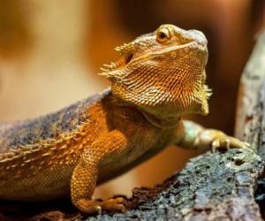 10 Great and Safe Toys for a Happy Bearded Dragon