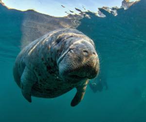 Mysterious Manatee Found in Rhode Island Found Dead