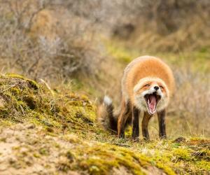 Discover the 15 Strongest Bite Forces of Animals Found in England