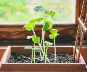 The Longest Cucumber Ever Grown Was as Long as a Child