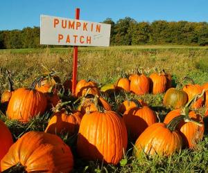 Explore the 5 Best Pumpkin Patches in Maryland To Embrace The Fall Season