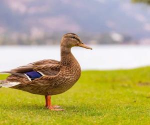 Discover Why Ducks Have Genitalia In the Shape of Corkscrews