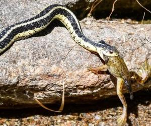 Frog Makes a Heroic Escape From a Slithering Black Snake