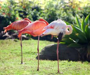 Discover Why Flamingos Really Stand On a Single Leg