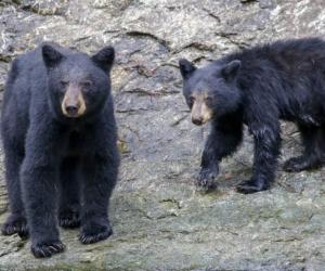 Curious Bear Cub Freed After Having Head Stuck in Bird Feeder For Weeks