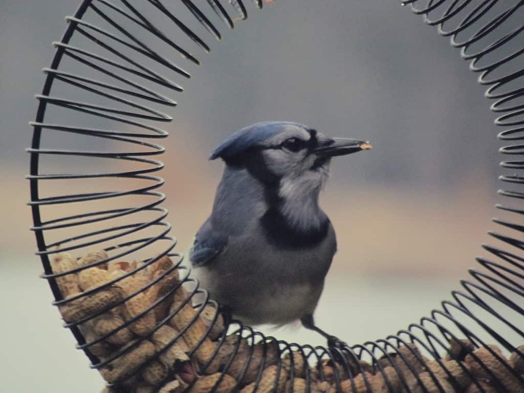 Discover the 12 Types of Bird Feeders to Attract a Variety of Birds to Your Yard