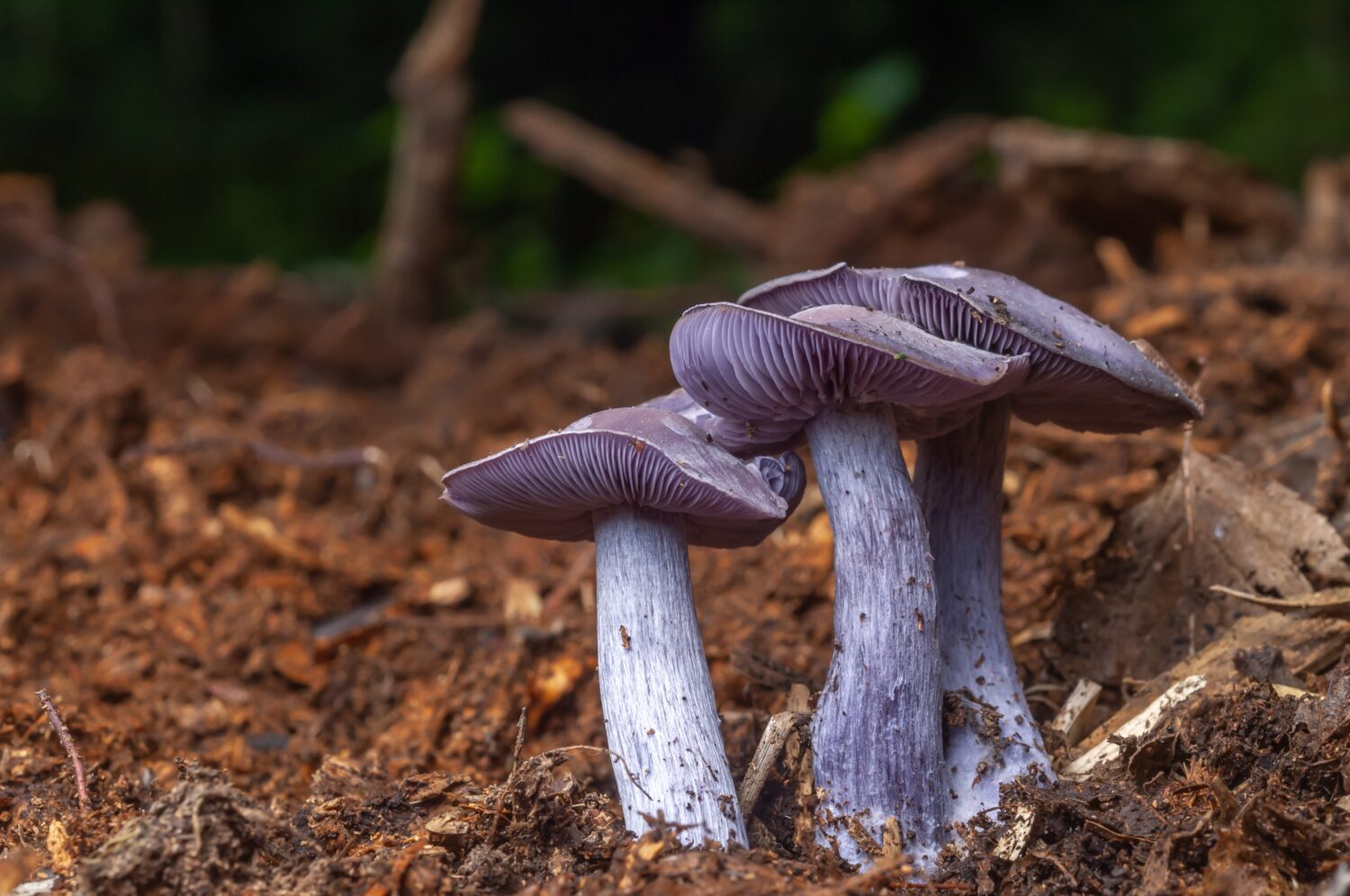 23 Mushrooms that Grow in Clusters