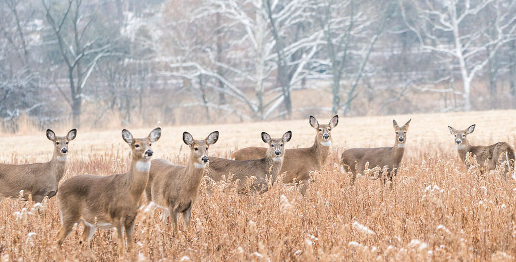 The Largest Whitetail Deer Ever Caught in Oklahoma