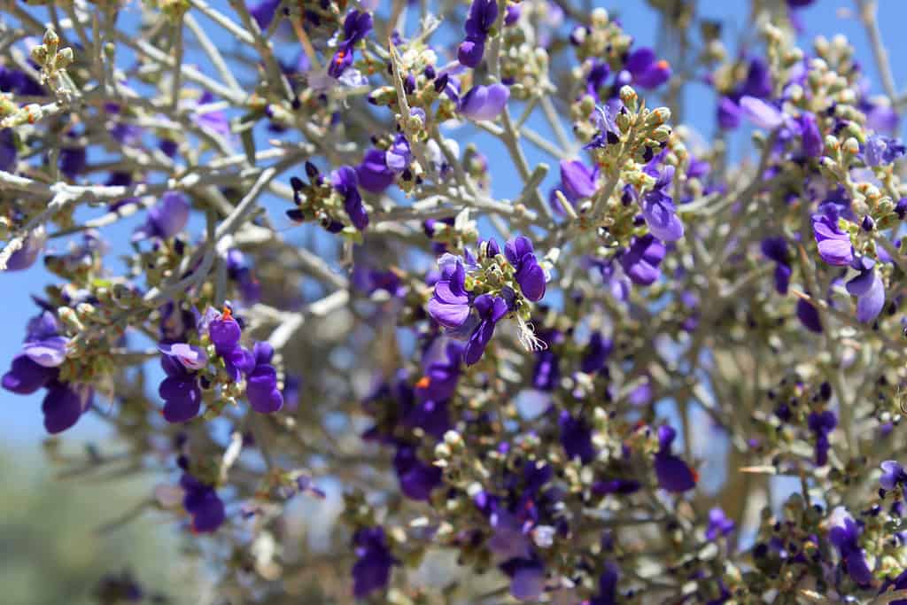 The 11 Best Purple Flowering Trees in Florida