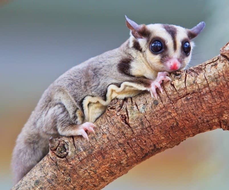 12 Reasons to Avoid Getting a Sugar Glider as a Pet