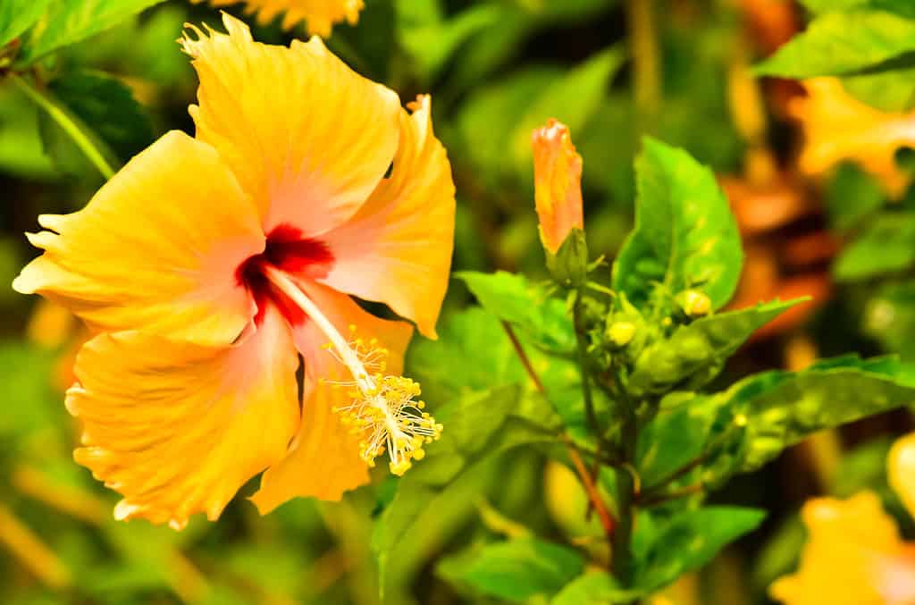 When Do Hibiscus Bloom? Discover Peak Season by Zone