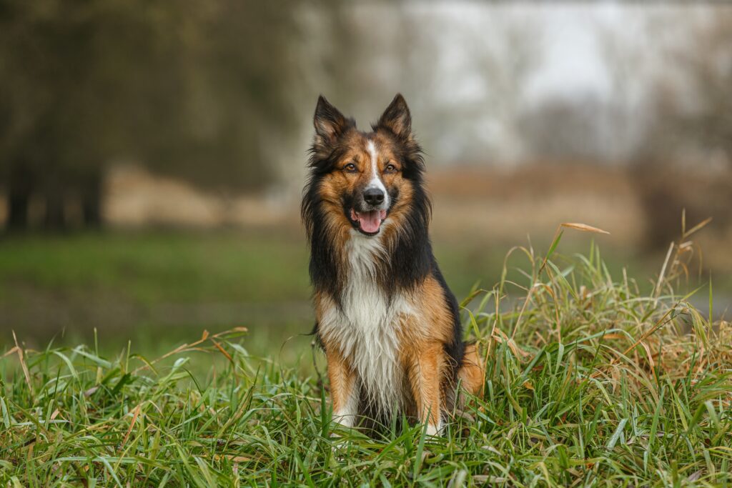 Male vs Female Collie: 5 Key Differences