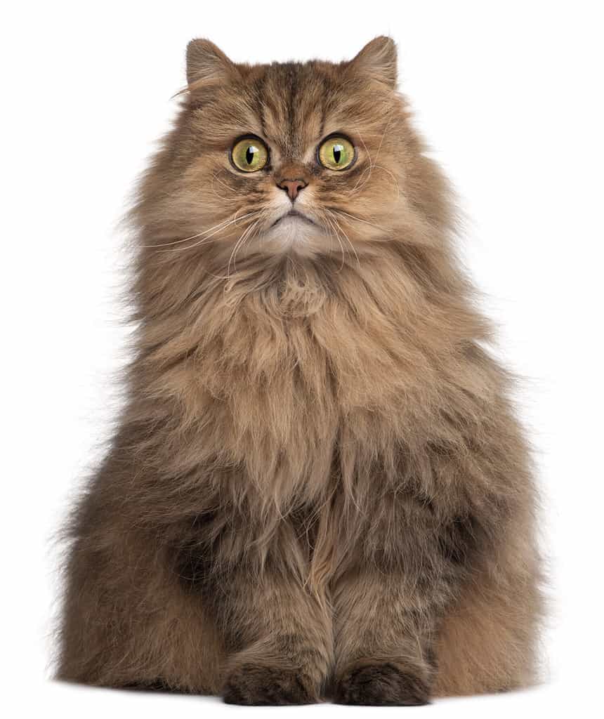 215 Famous Cat Names Everyone Will Recognize