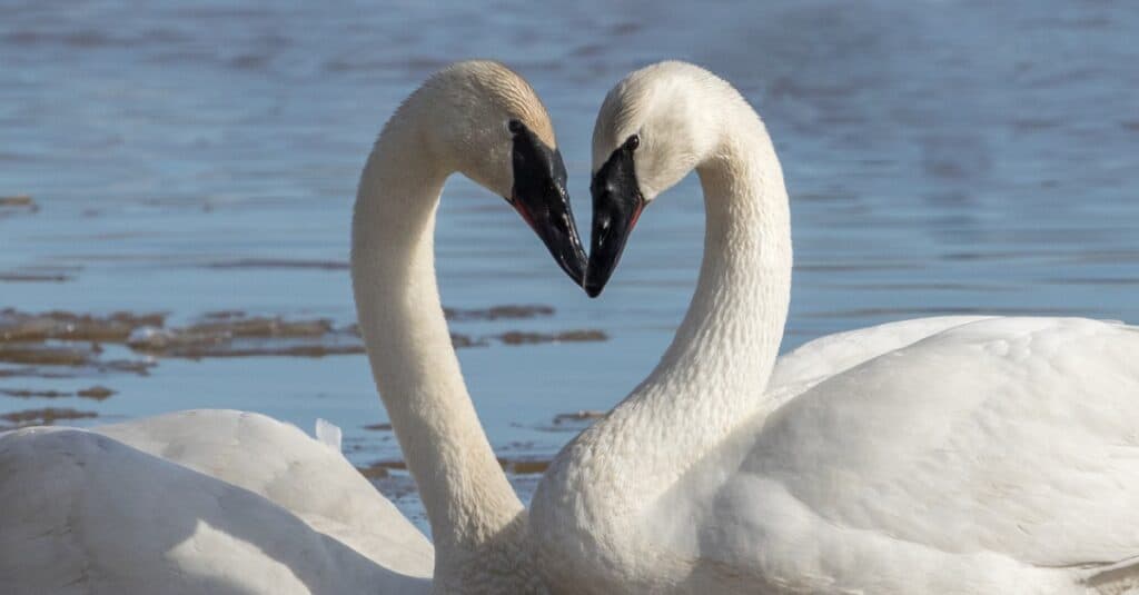 Discover the 27 Largest Flying Birds in Florida