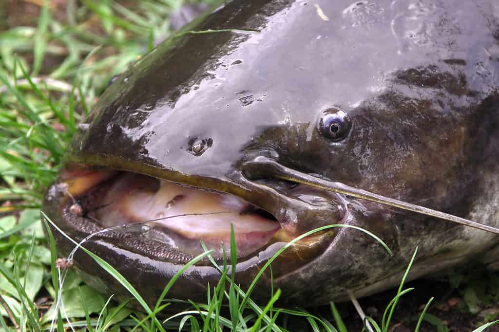 The 18 Largest Fish Ever Caught in New Hampshire