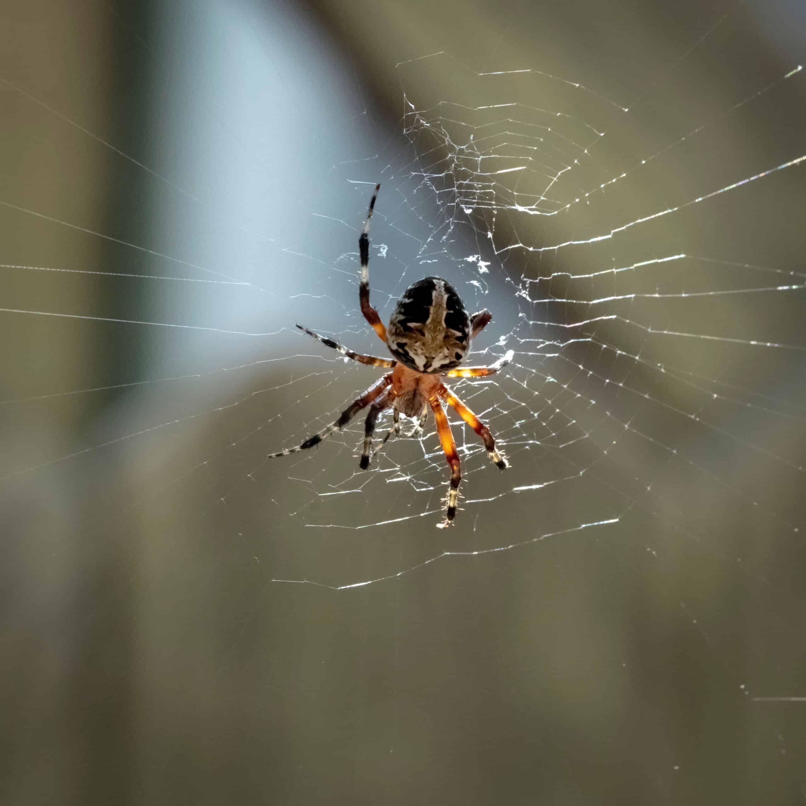 12 Spiders Crawling Around San Antonio