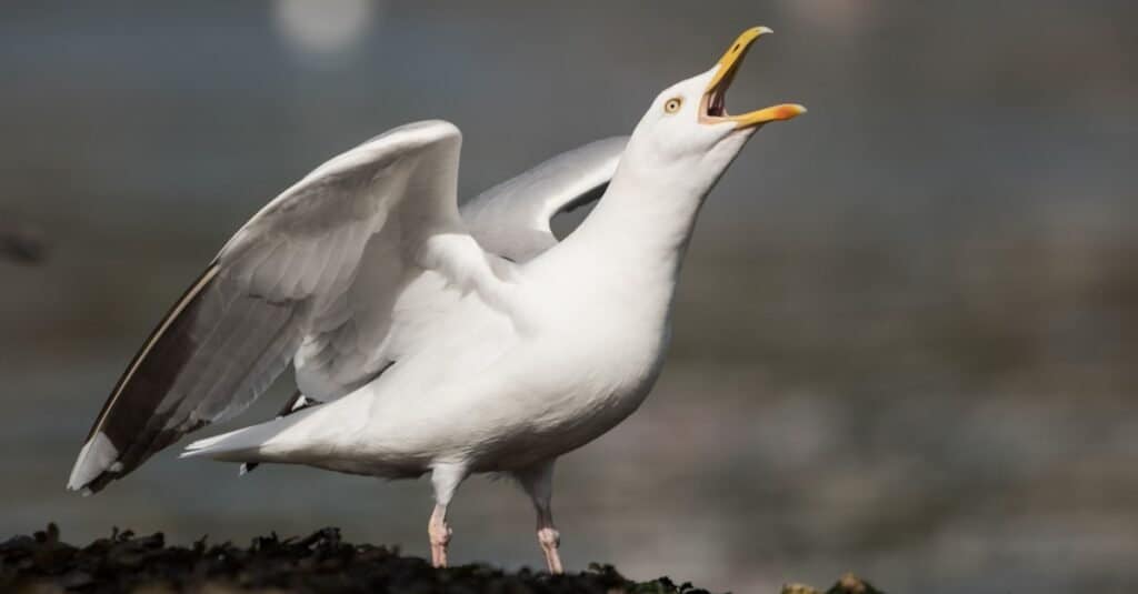 Discover the 27 Largest Flying Birds in Florida