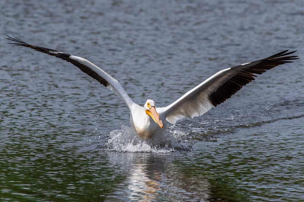 Discover the 27 Largest Flying Birds in Florida