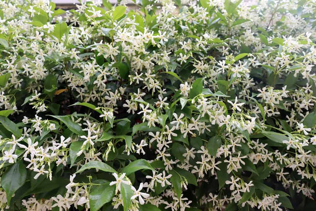 Jasmine Flowers: Meaning, Symbolism, and Uses