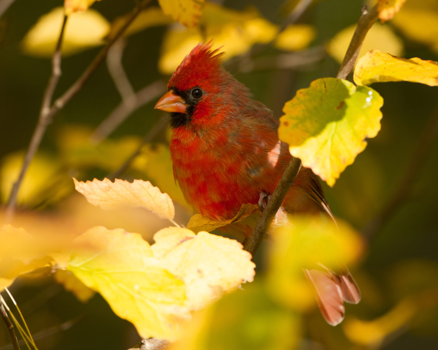 Discover the Official State Bird of Virginia