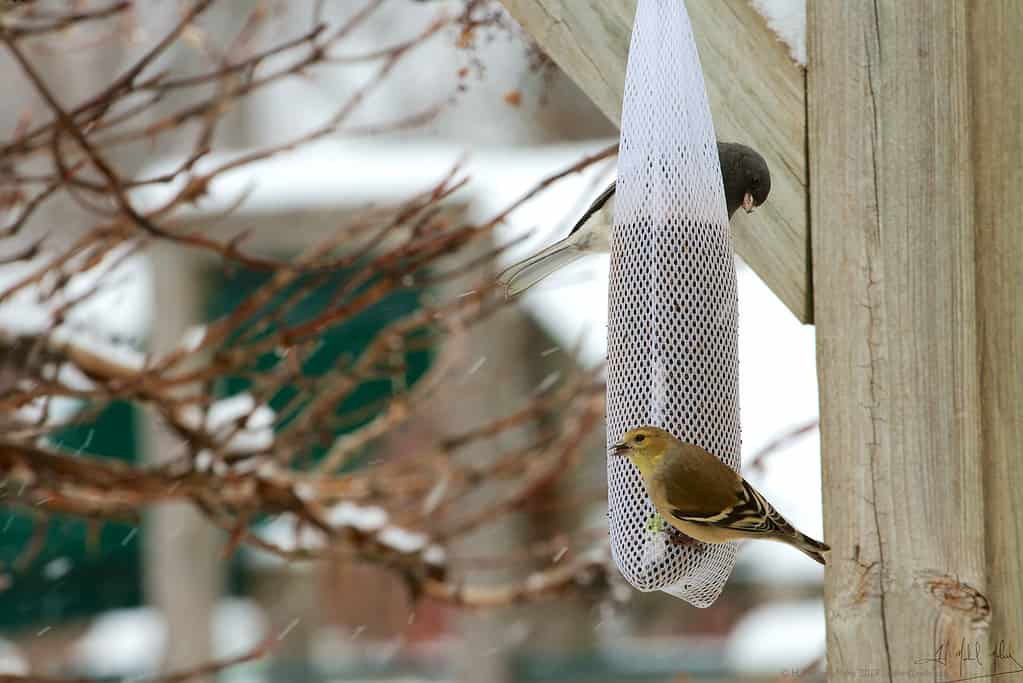 Discover the 12 Types of Bird Feeders to Attract a Variety of Birds to Your Yard