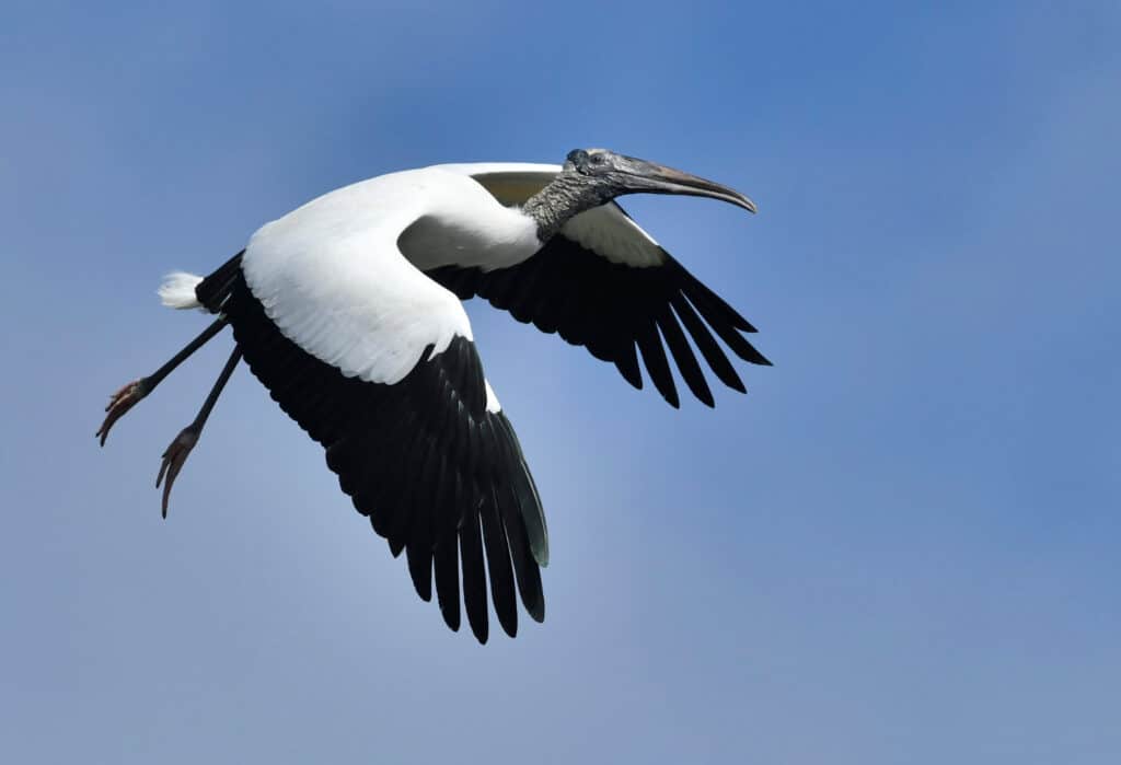 Discover the 27 Largest Flying Birds in Florida