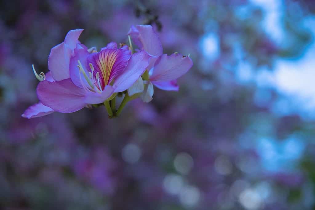 The 11 Best Purple Flowering Trees in Florida