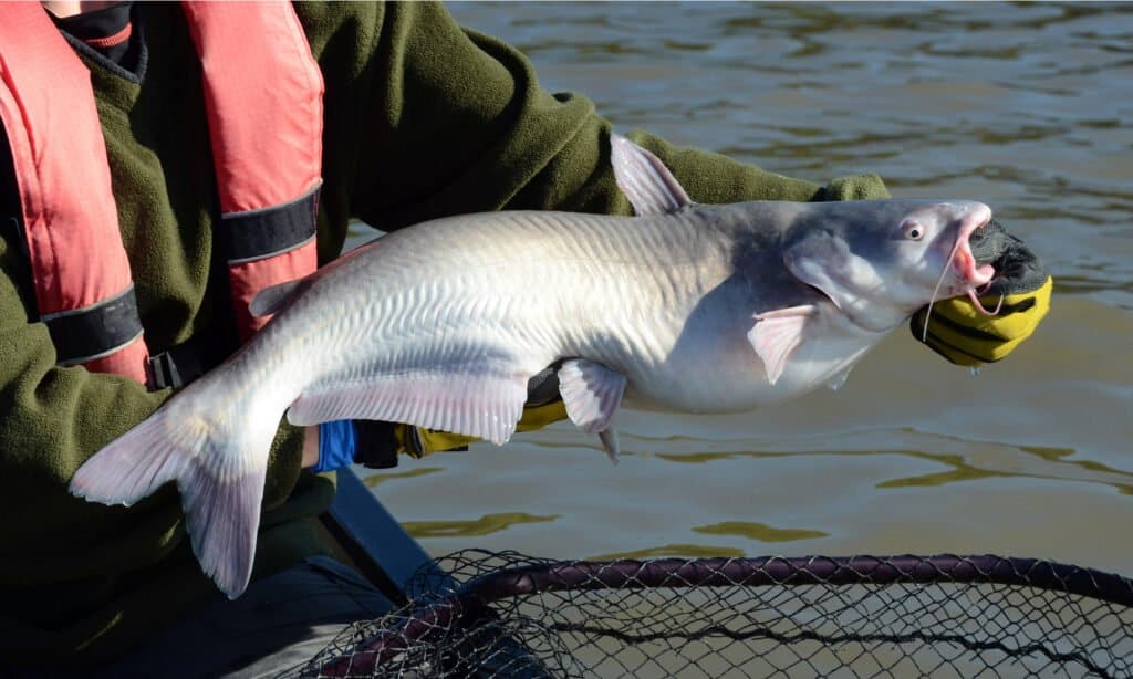 The Largest Blue Catfish Ever Caught in Georgia Was an Absolute Unit