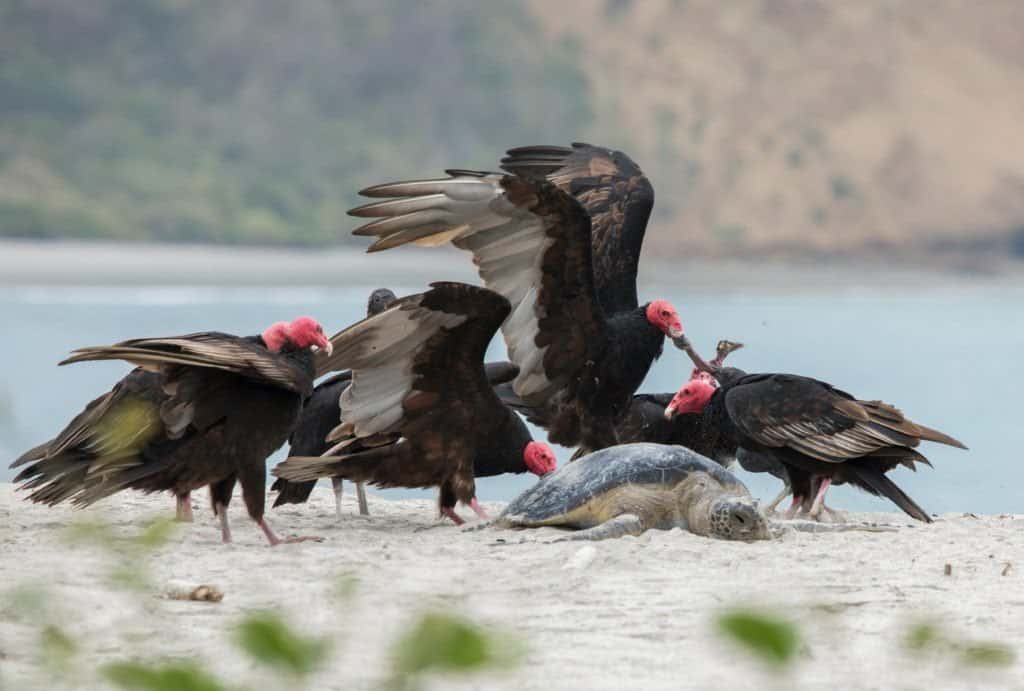 Discover the 27 Largest Flying Birds in Florida