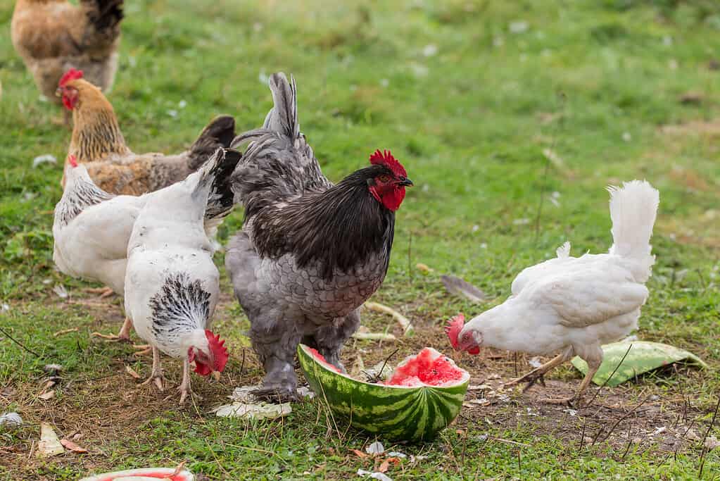 Can Chickens Safely Eat Apples?