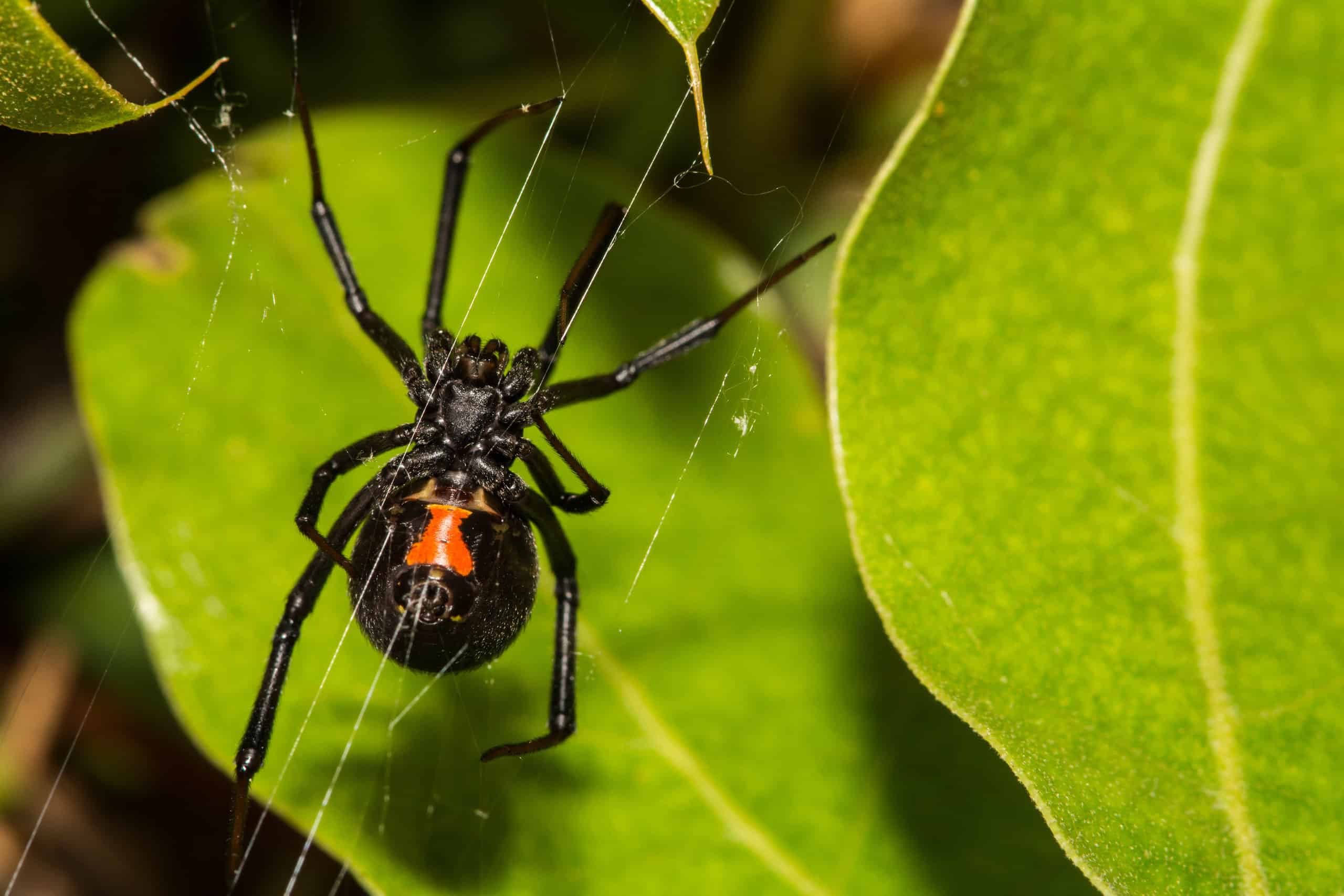 12 Spiders Crawling Around San Antonio