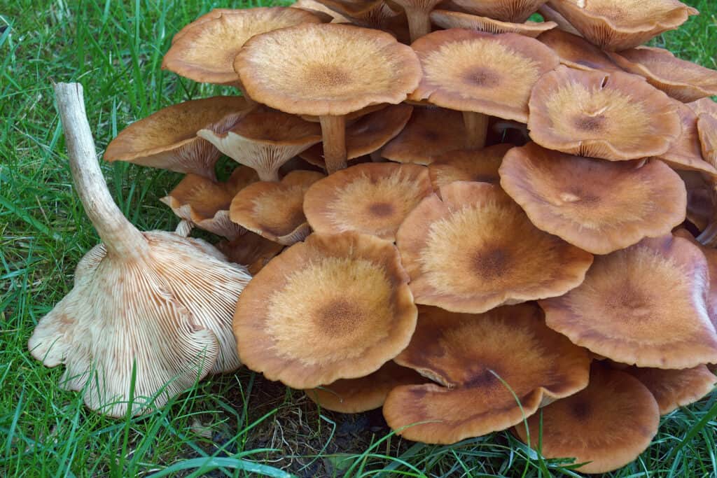 23 Mushrooms that Grow in Clusters