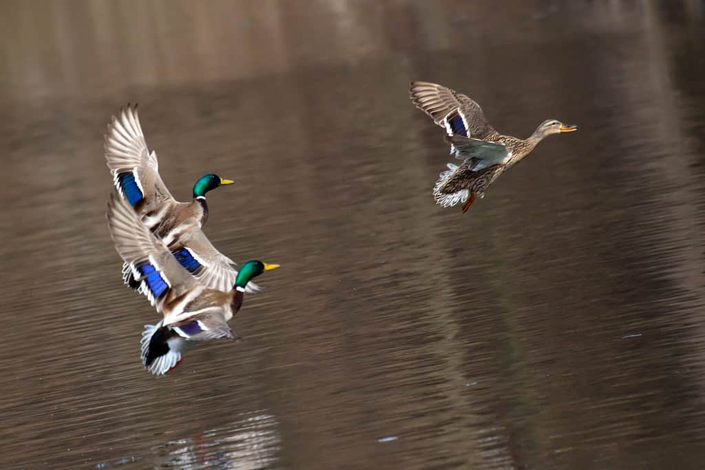 Why Do Geese Fly in V Formations?