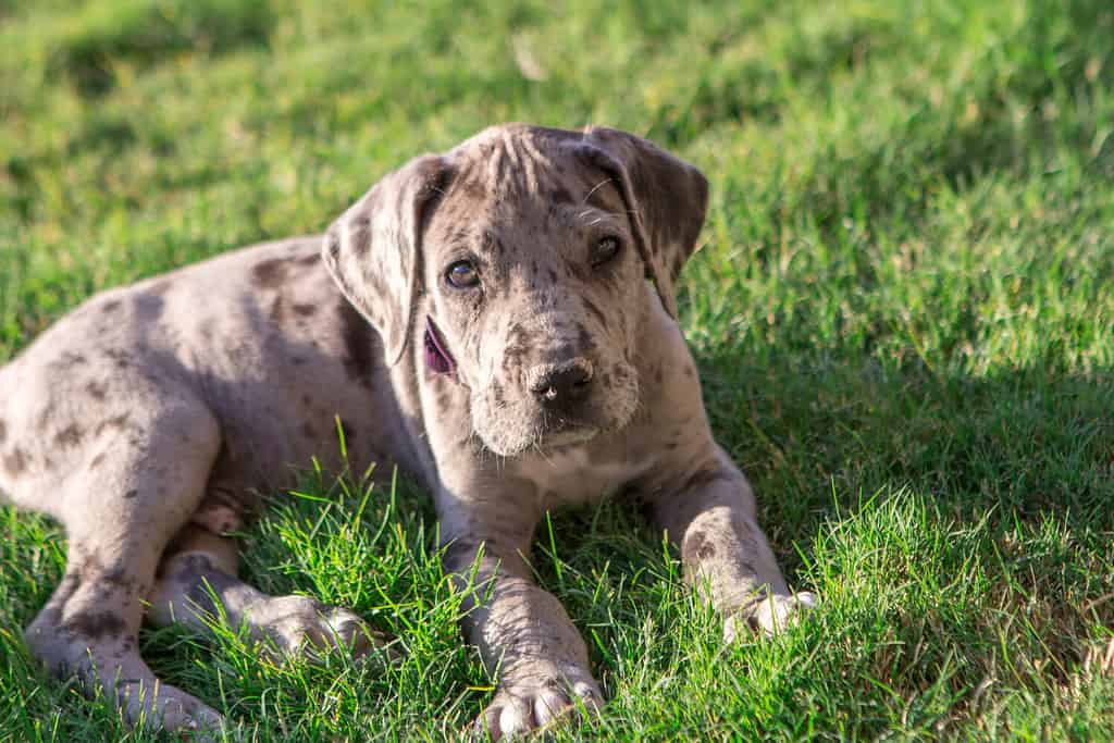 When to Neuter or Spay Your Great Dane: 3 Steps to Follow