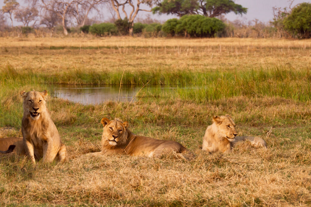 Watch Two Mighty Lions Stroll Down the Street and Patrol Their Territory