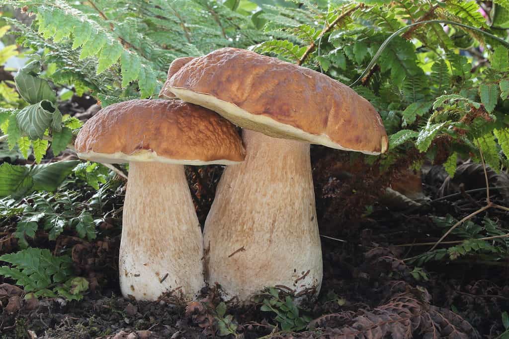 23 Mushrooms that Grow in Clusters