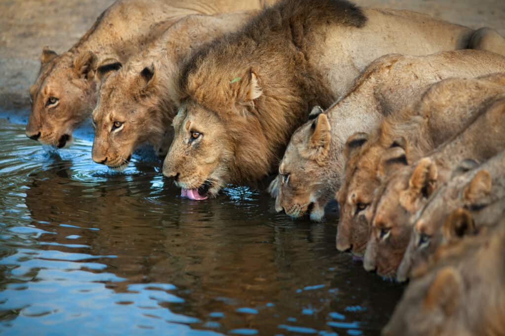 Lions Face Off Against an Entire Pack of Hyenas Who Encircle the Pride