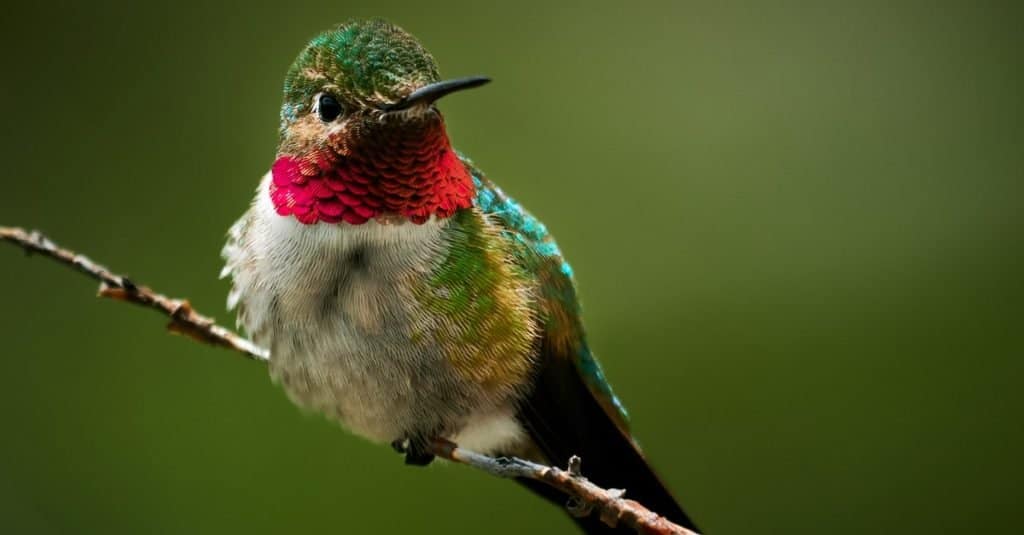 Discover 5 Colors That Hummingbirds Are Attracted To