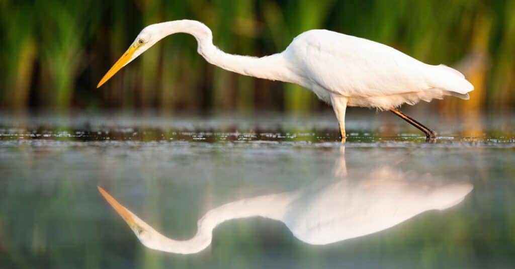 Discover the 27 Largest Flying Birds in Florida