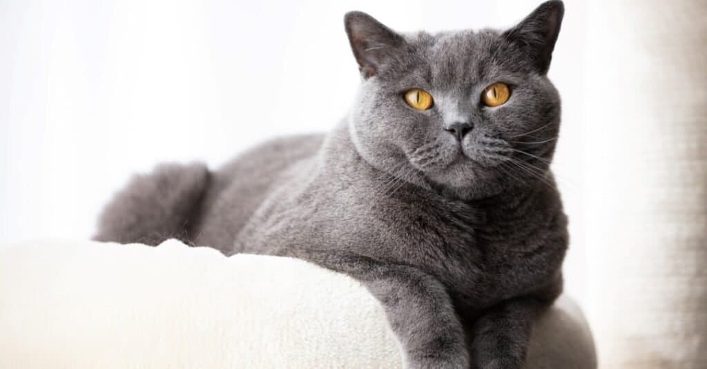 British Shorthair Prices in 2023: Purchase Cost, Vet Bills, and Other Costs