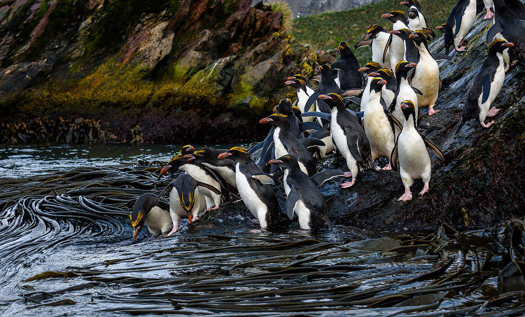 The 15 Most Social Animals Still Roaming the Planet Today