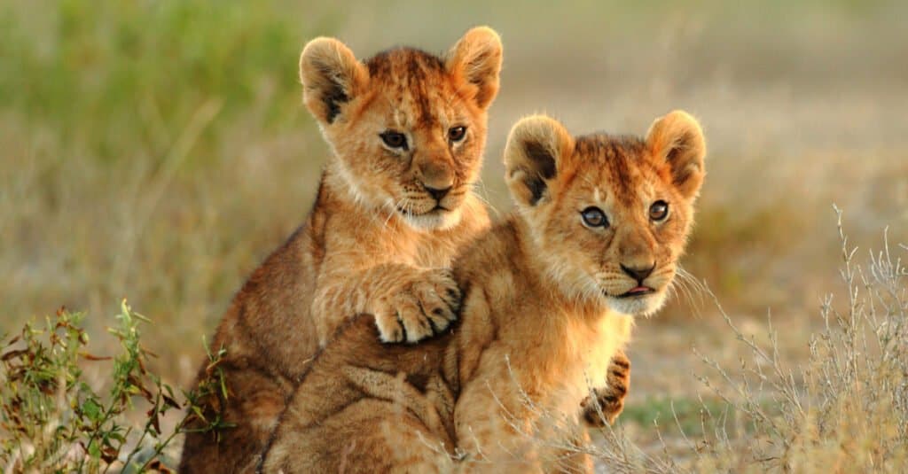 Lioness Pins a Young Warthog to Use as a Training Routine For Her Cubs