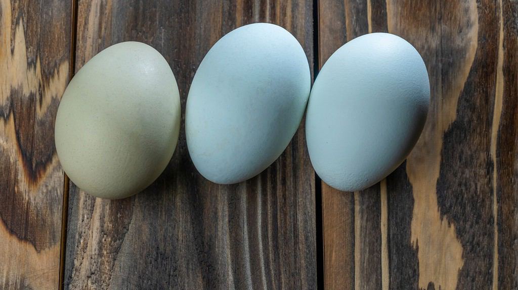 Easter Egger Chicken Lifespan: How Long Do Easter Egger Chickens Live?