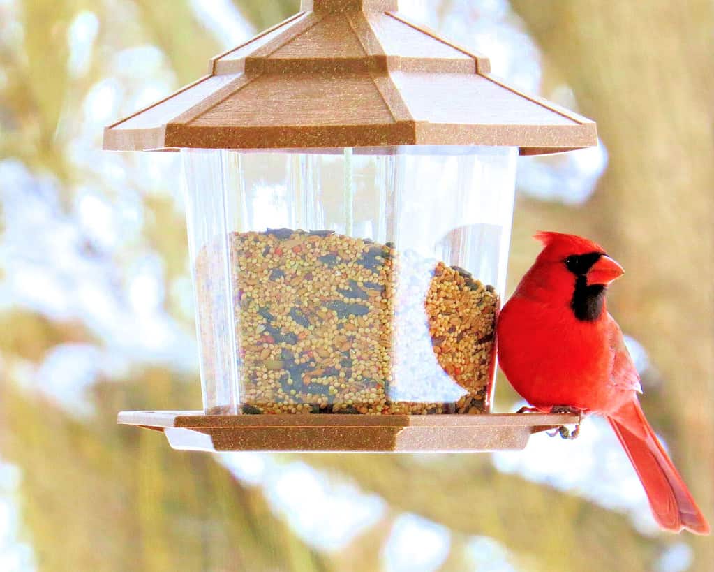 Discover the 12 Types of Bird Feeders to Attract a Variety of Birds to Your Yard