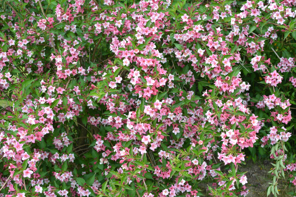 Discover the 10 Best Shrubs to Plant in Ohio (From Flowering to Evergreen!)