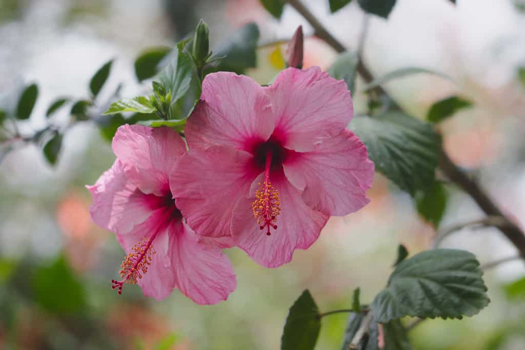 When Do Hibiscus Bloom? Discover Peak Season by Zone