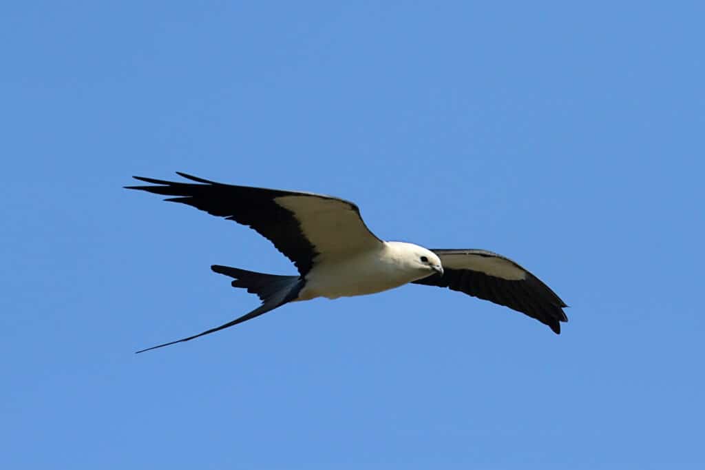 Discover the 27 Largest Flying Birds in Florida