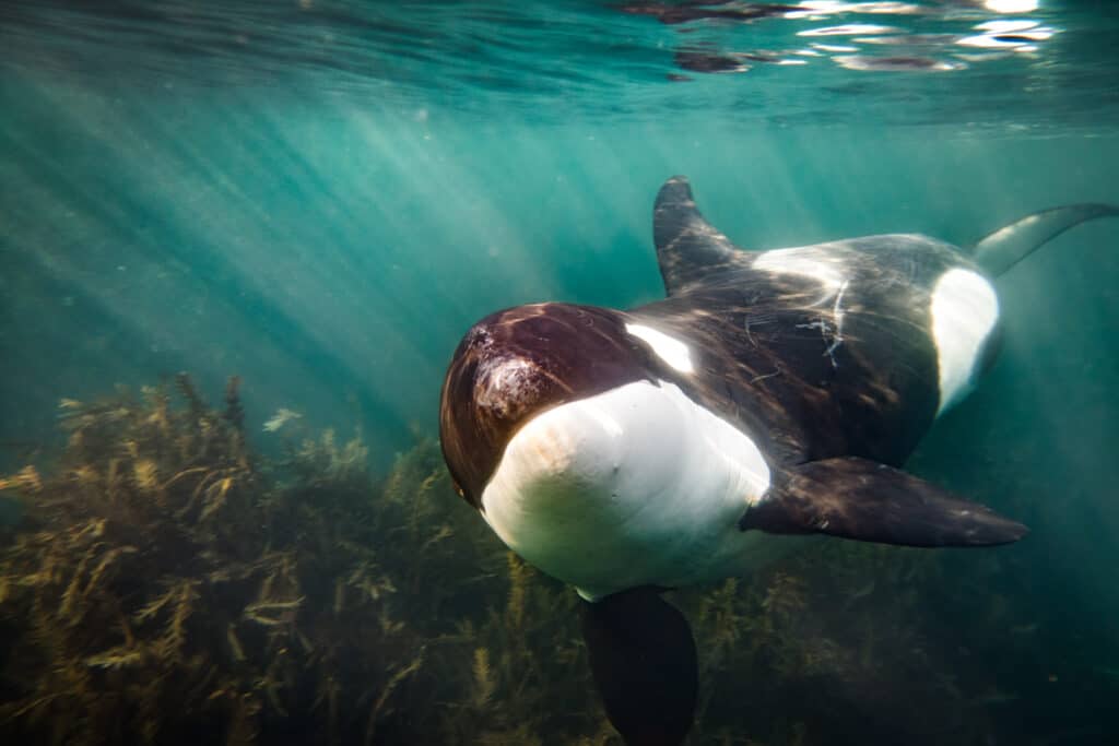 Watch a Killer Whale Beach Itself To Catch a Seal Dinner